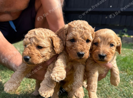 F1b cockapoo puppies