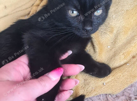 Kitten