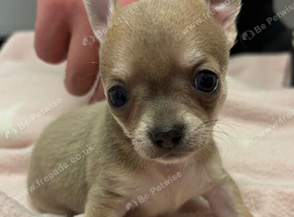 2 tiny male chiuahua puppies