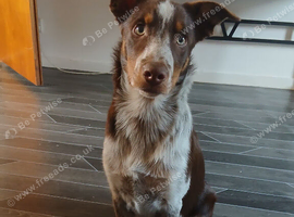 7 month old Border Collie