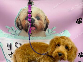 4 months old puppy cockapoo