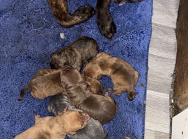Staffy x jack Russell puppy for sale