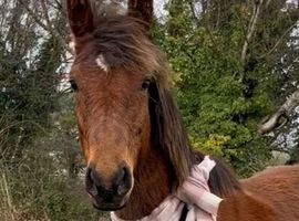 Sweetest rising 1 warmblood offers considered