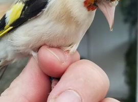 Siberian goldfinch