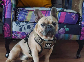 French Bulldog for sale