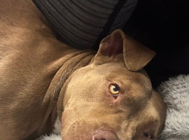 Staffy cross