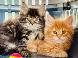 Beautiful TICA Registered Kittens