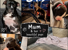 Staffordshire bull terrier x presacanario