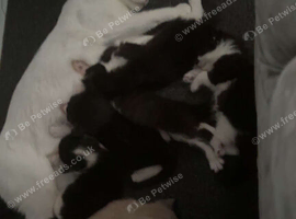 6 x kittens for sale