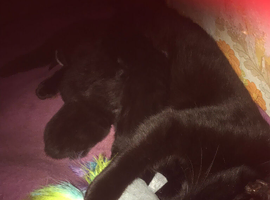 Kittens forsale ready now