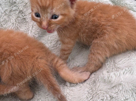 BEAUTIFUL KITTENS TO RESERVE