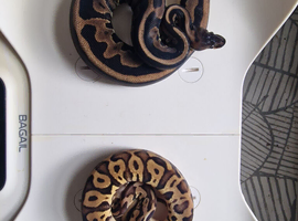 Royal pythons for sale