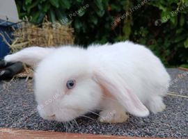 4 baby bunnies for sale Lionhead x Mini lops