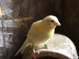 Two female canary