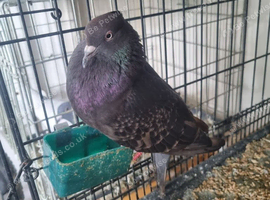 Iranian highflying tumbler hen
