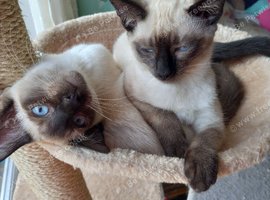 Siamese X Ragamese,  female kittens. Ready to go.