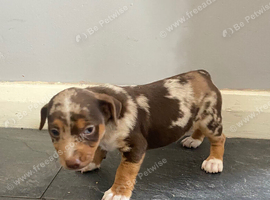 Jack Russell boy puppies