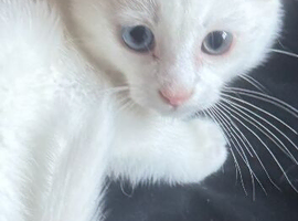 RARE ODD EYE Ragdoll x ragdoll bsh pure white boy 8 wjs
