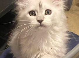 Beautiful Silver Shaded kittens, TICA Reg
