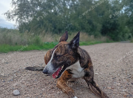 Belgium Shepard cross lurcher