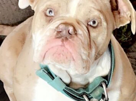 Rear English bulldog
