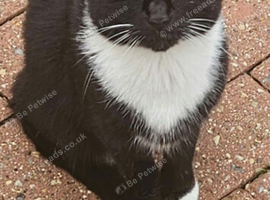 Cat for adaptions