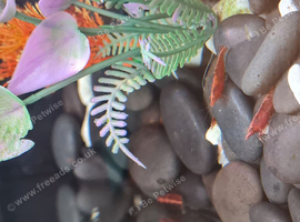 Free cherry shrimp
