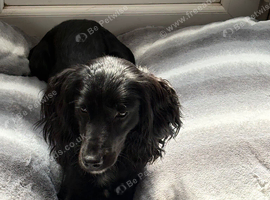 Male Sprocker