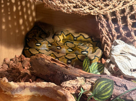 Reticulated Python