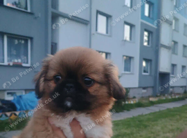 Pekingese Puppies for sale