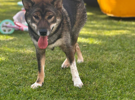 Japanese Shiba inu
