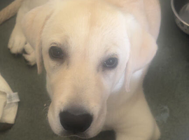 puppy