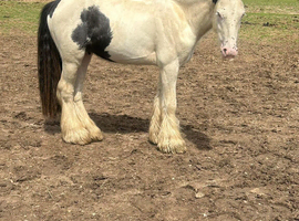12.1/2hh traditional cob seeking new home