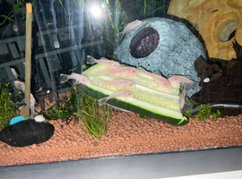 Snow White ancistrus Pleco approx 4cm