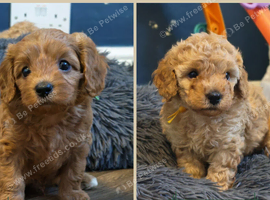 Gorgeous male and female Cavapoo puppies