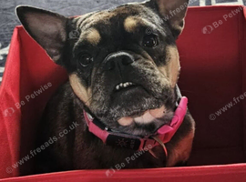Female frenchie for rehoming