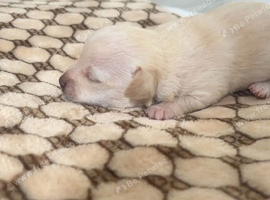 &ldquo;Purebred Chihuahua Puppies &ndash; 3 Girls