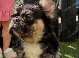 Visual fluffy French bull dog