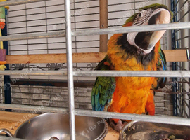 Harlequin  macaw