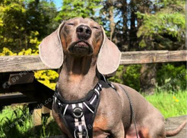 Minature dachshund