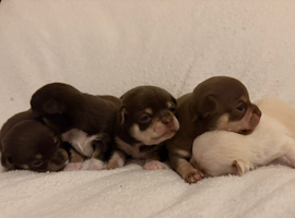 Apple head Chihuahua puppies