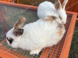 harlequin mini lop x