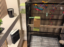 1 male and 2 female budgies with cage