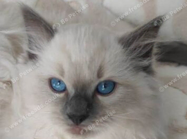 Beautiful ragdoll kittens