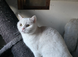 British shorthair pedigree