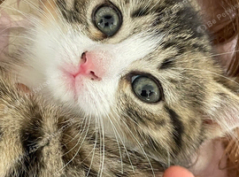 Kitten