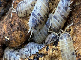 CHEAP BULK AVAILABLE. Dairy Cow isopods for sale, UK very low prices