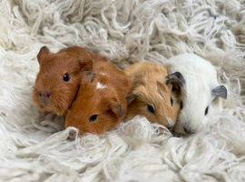 Baby Guinea pigs for sale