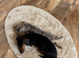 Dachshund female