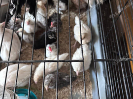6 weeks old chicks